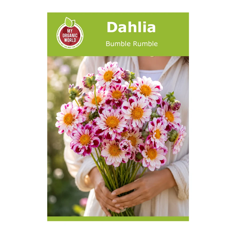 Dahlia Bumble Rumble
