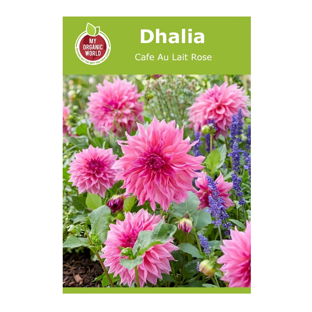 Dahlia Cafe Au Lait Rose 1 Dahlia Cafe Au Lait Rose