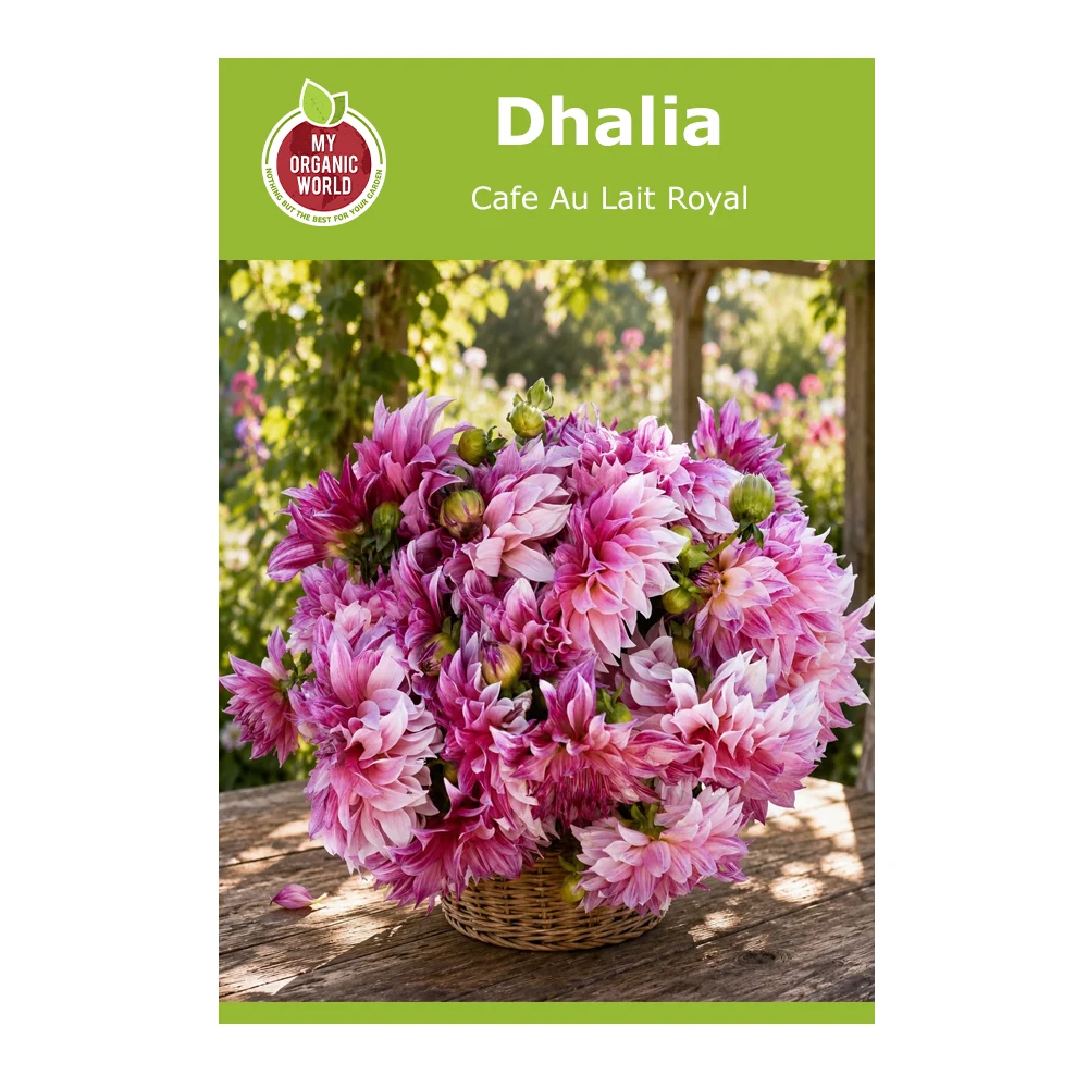 Dahlia Cafe Au Lait Royal 1 Dahlia Cafe Au Lait Royal