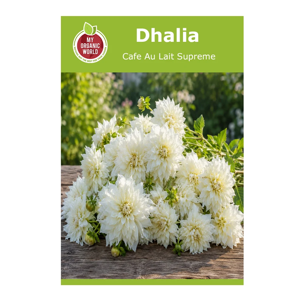 Dahlia Cafe Au Lait Supreme 1 Dahlia Cafe Au Lait Supreme