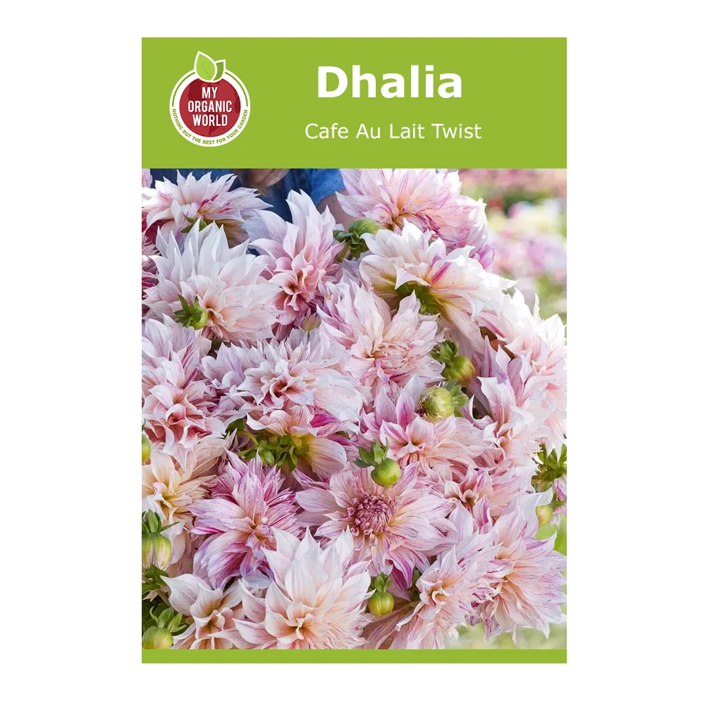 Dahlia Cafe Au Lait Twist 1 Dahlia Cafe Au Lait Twist