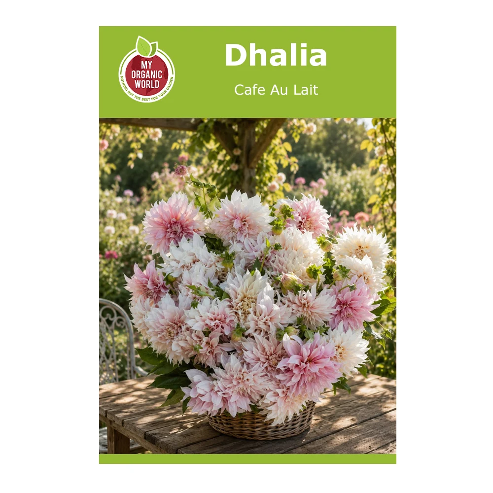 Dahlia Cafe Au Lait