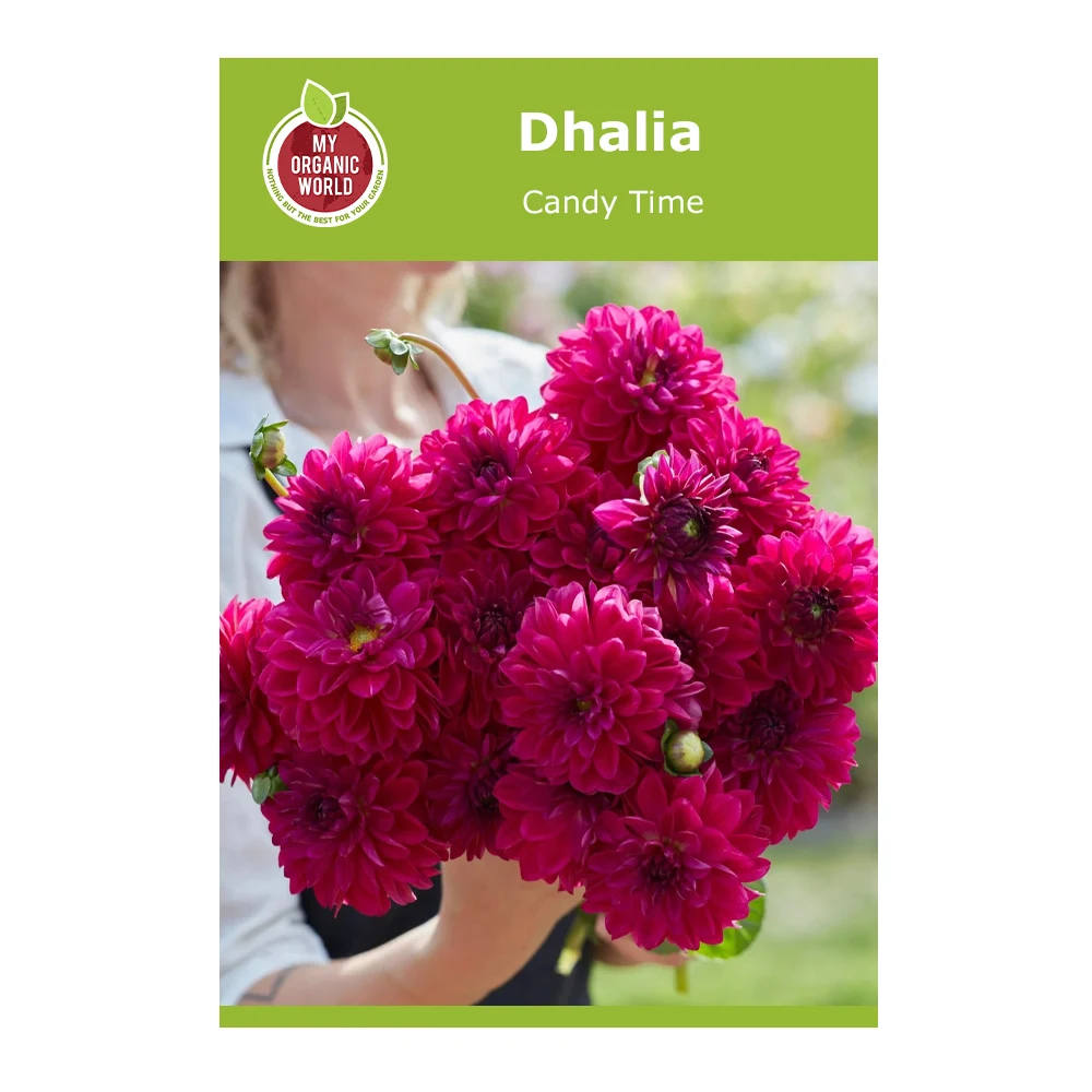 Dahlia Candy Time 1 Dahlia Candy Time