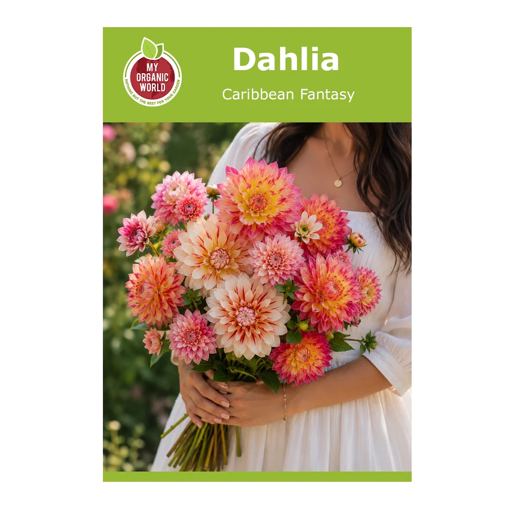Dahlia Caribbean Fantasy 1 Dahlia Caribbean Fantasy