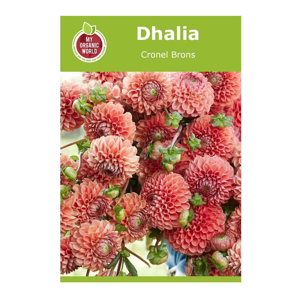 Dahlia Cornel Brons 1 Dahlia Cornel Brons