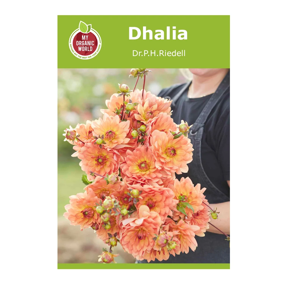 Dahlia DR.P.H.Riedell