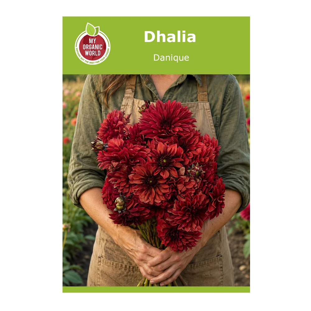 Dahlia Danique 1 Dahlia Danique