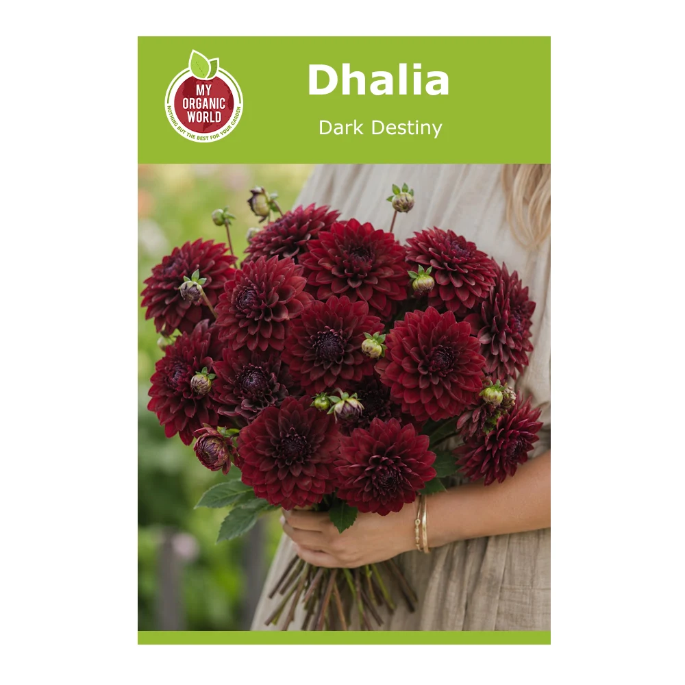 Dahlia Dark Destiny