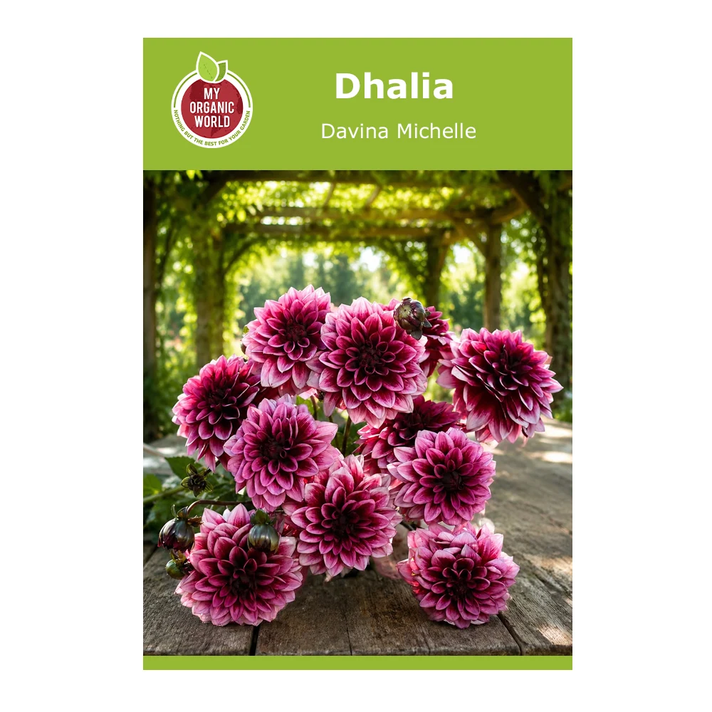 Dahlia Davina Michelle