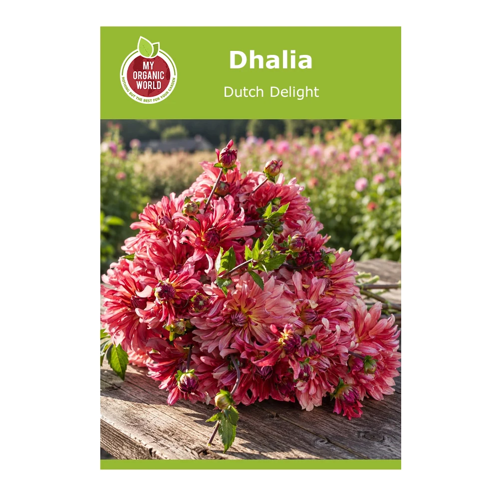 Dahlia Dutch Delight
