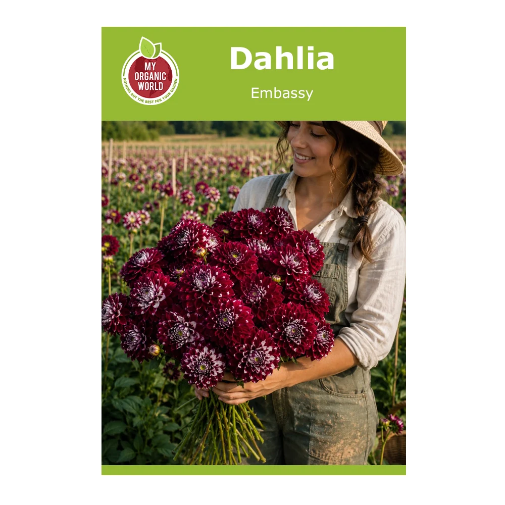 Dahlia Embassy 1 Dahlia Embassy