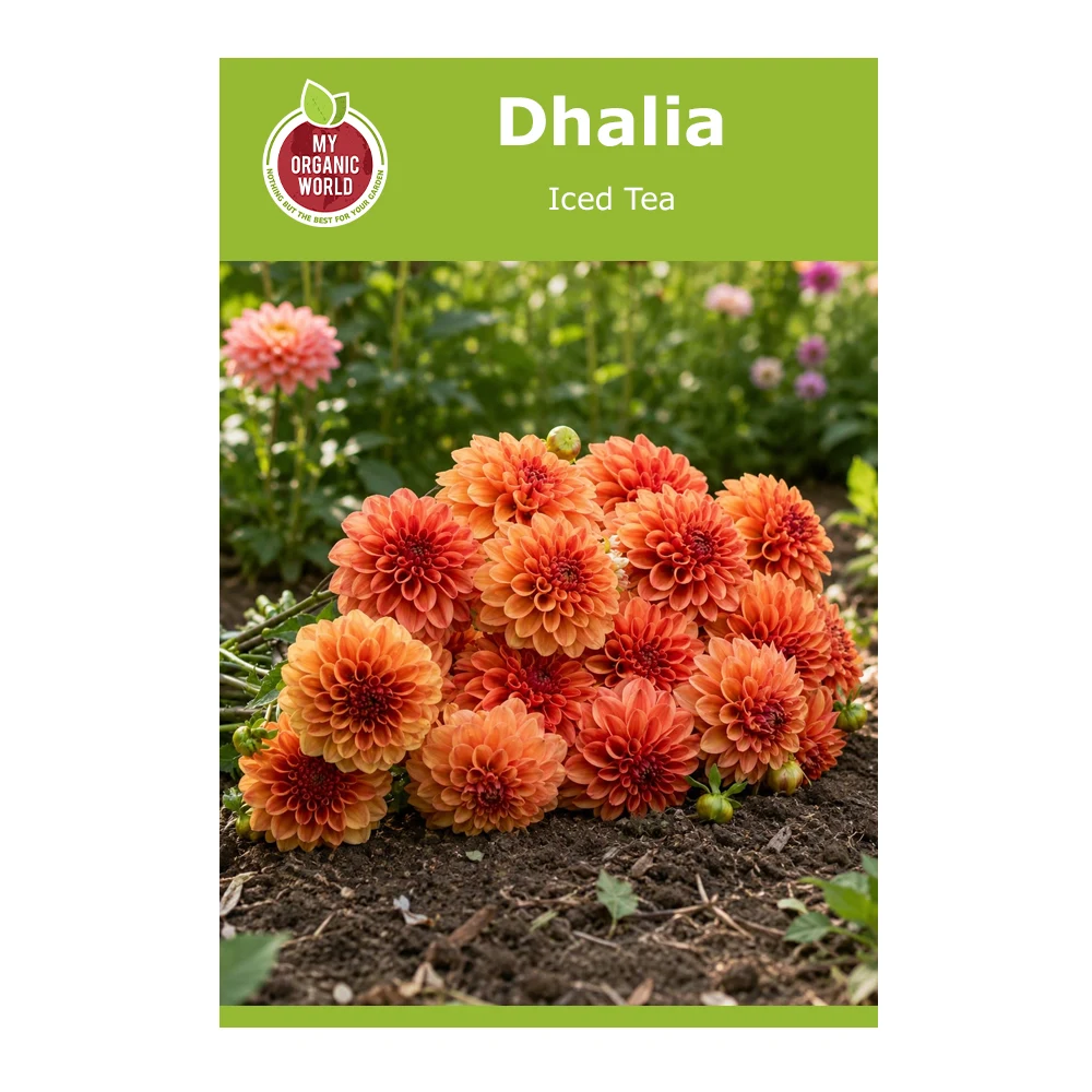 Dahlia Iced Tea 1 Dahlia Iced Tea