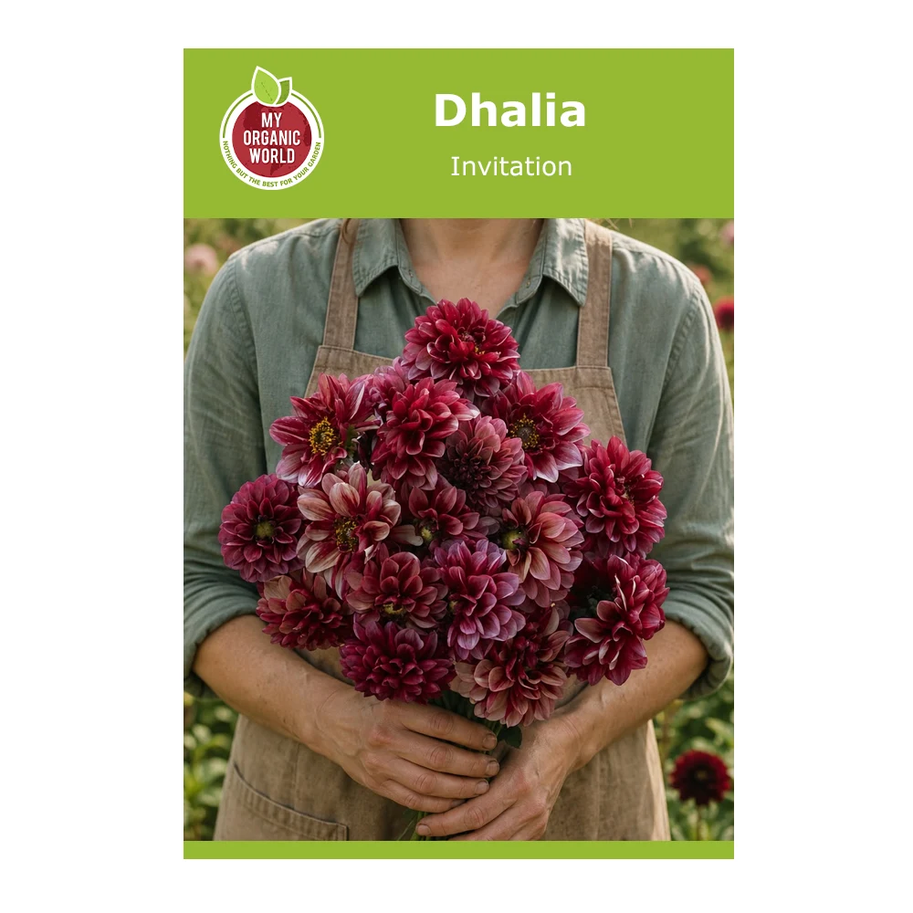 Dahlia Invitation 1 Dahlia Invitation