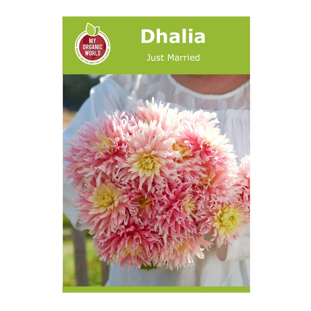 Dahlia Just Married
