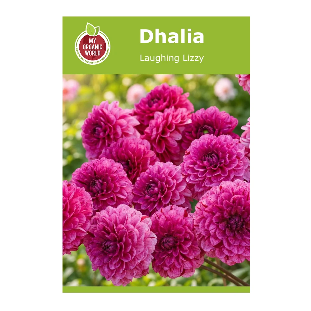 Dahlia Laughing Lizzy