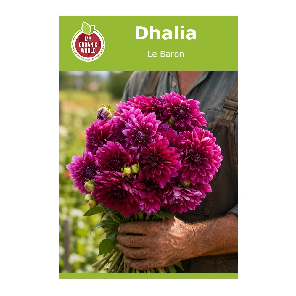 Dahlia Le Baron