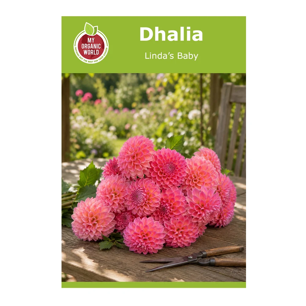Dahlia Linda’s Baby 1 Dahlia Linda’s Baby