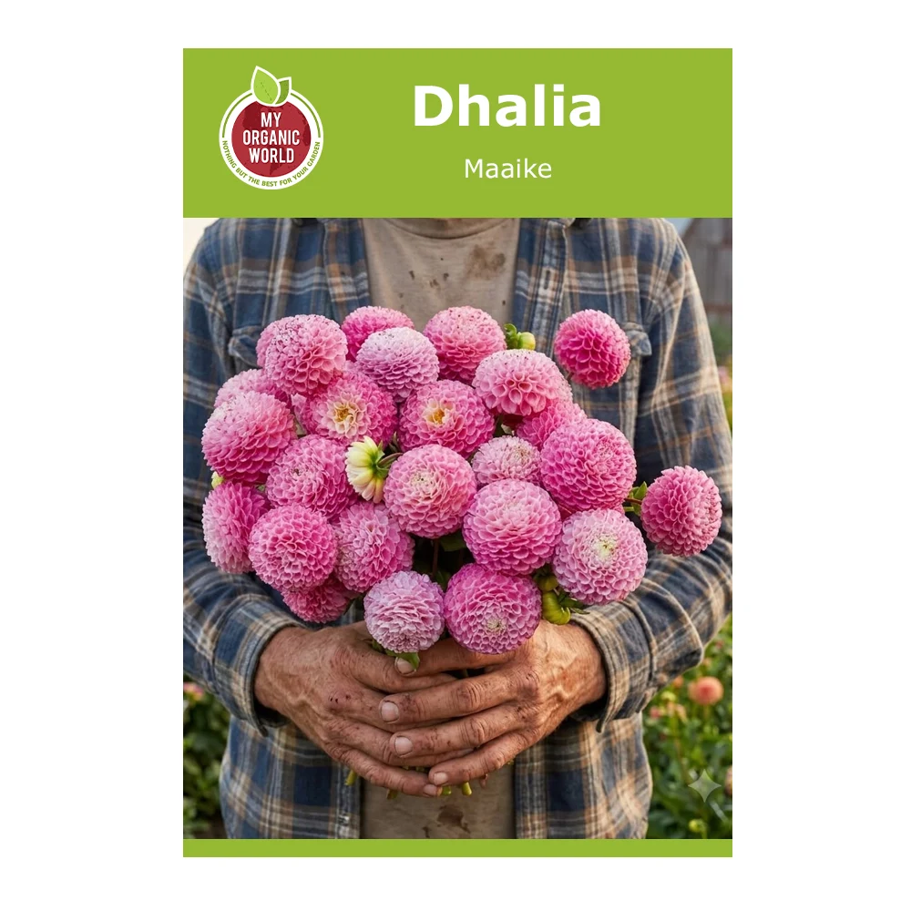 Dahlia Maaike 1 Dahlia Maaike