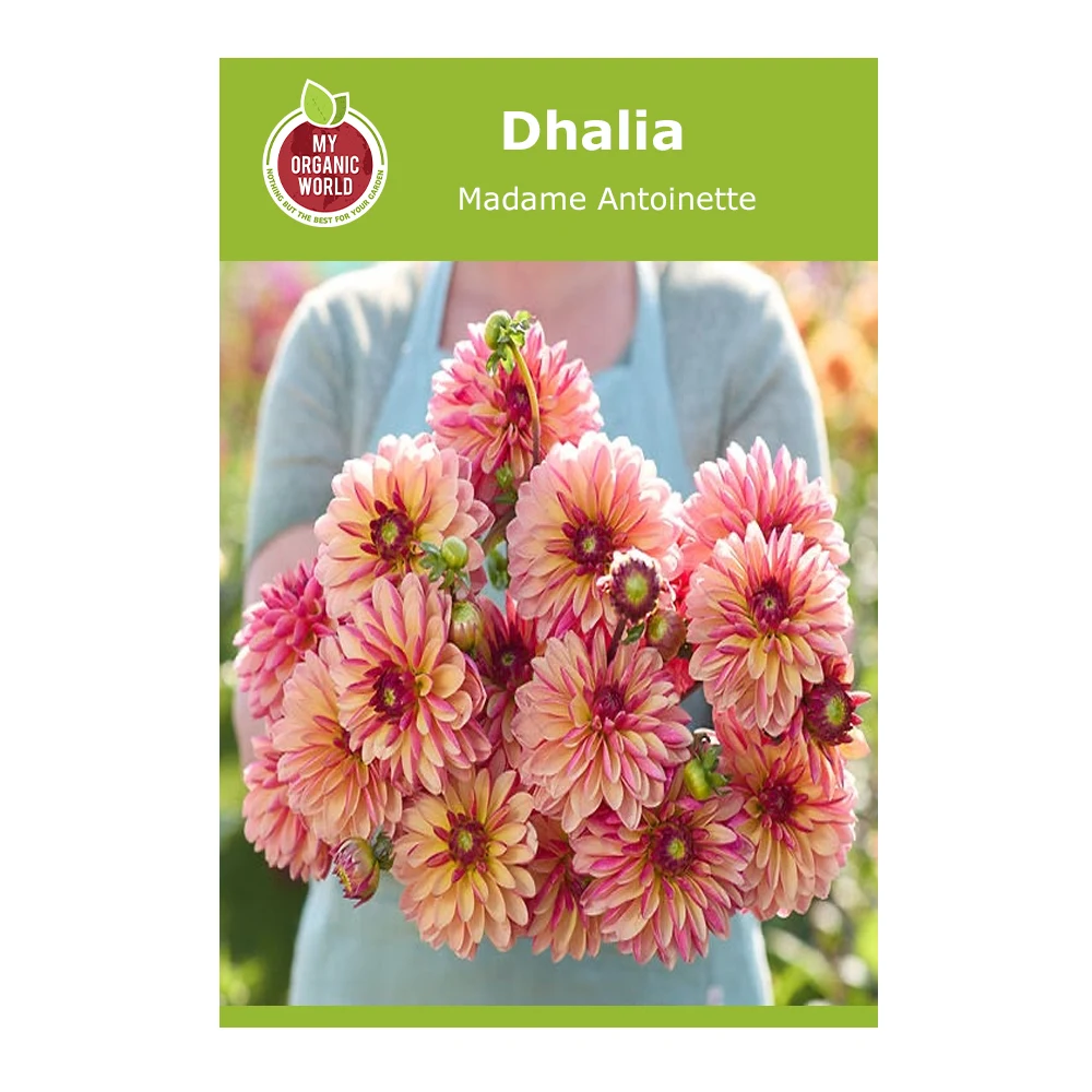 Dahlia Madame Antoinette 1 Dahlia Madame Antoinette