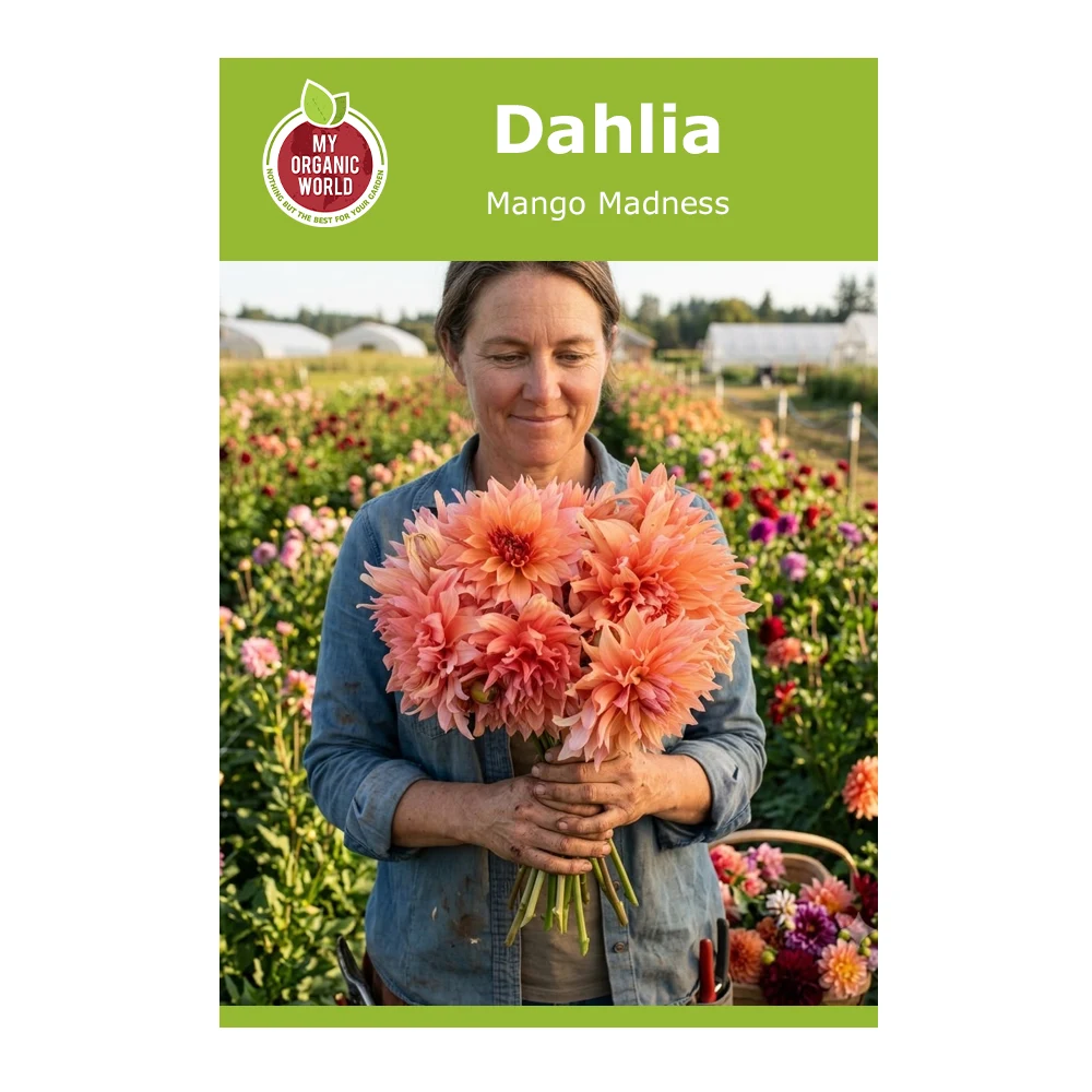 Dahlia Mango Madness 1 Dahlia Mango Madness