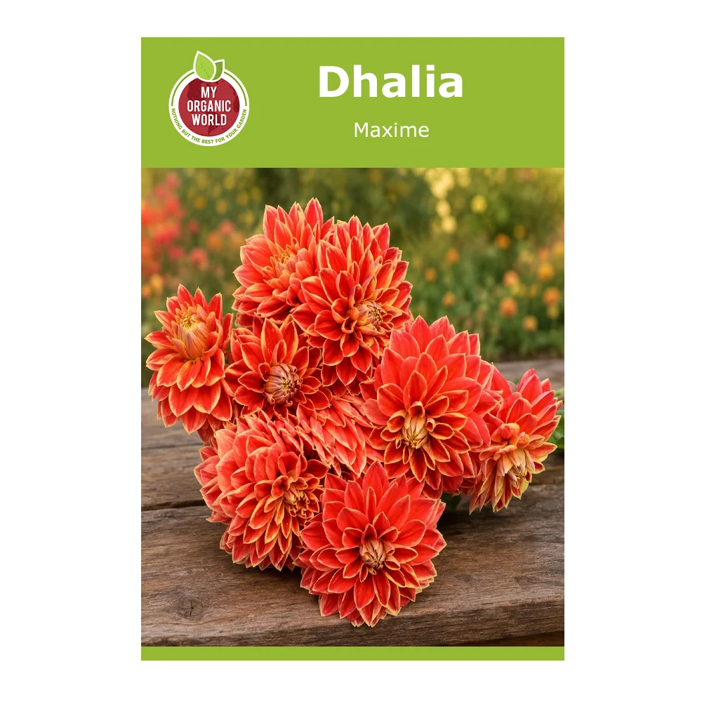 Dahlia Maxime
