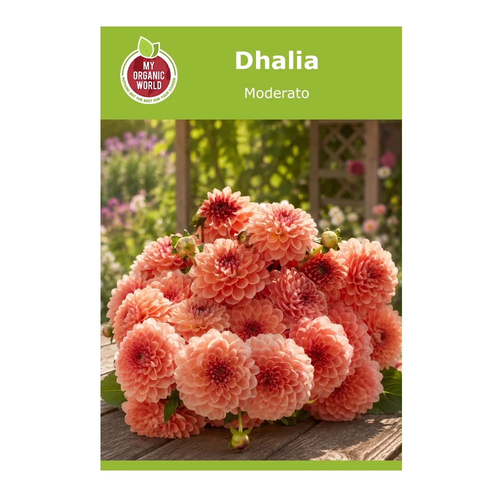 Dahlia Moderato