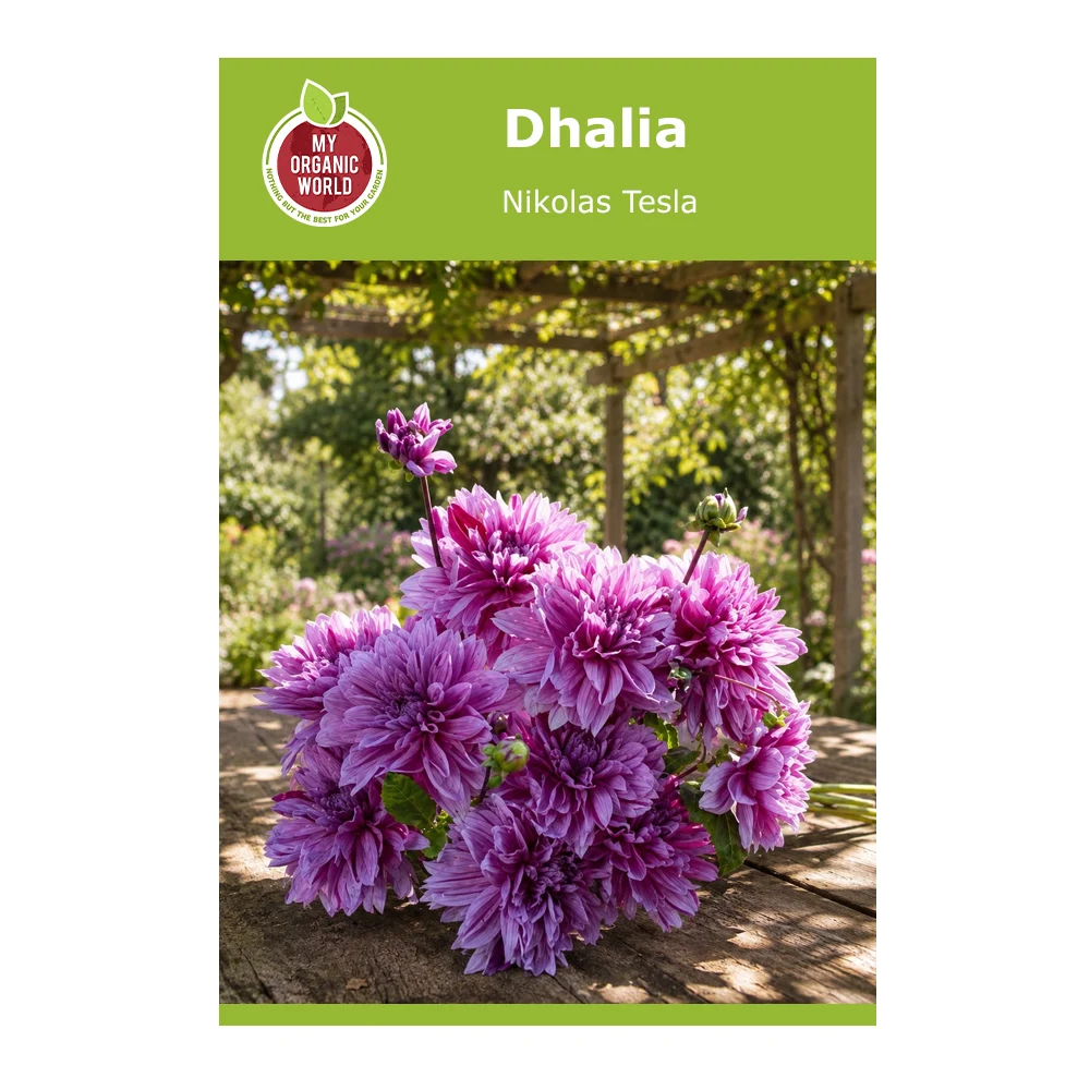 Dahlia Nikolas Tesla 1 Dahlia Nikolas Tesla