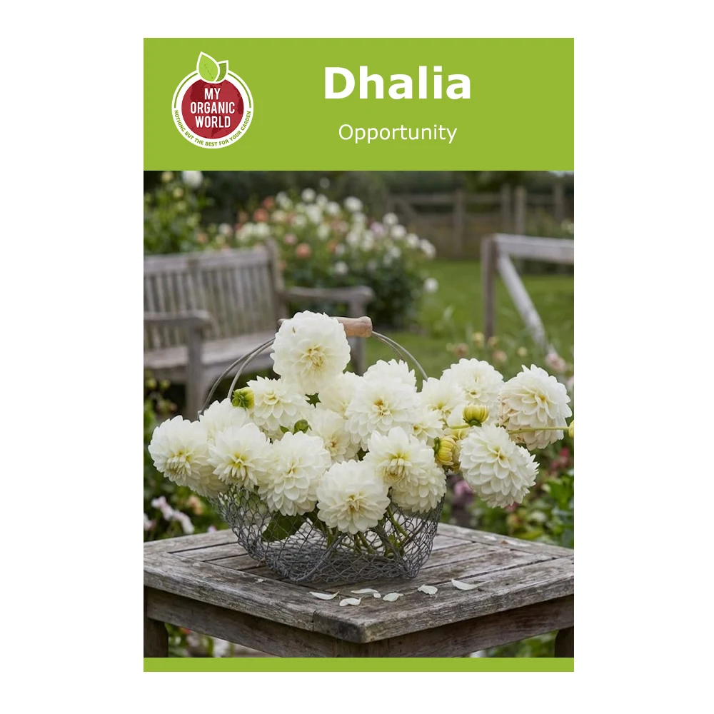 Dahlia Opportunity 1 Dahlia Opportunity