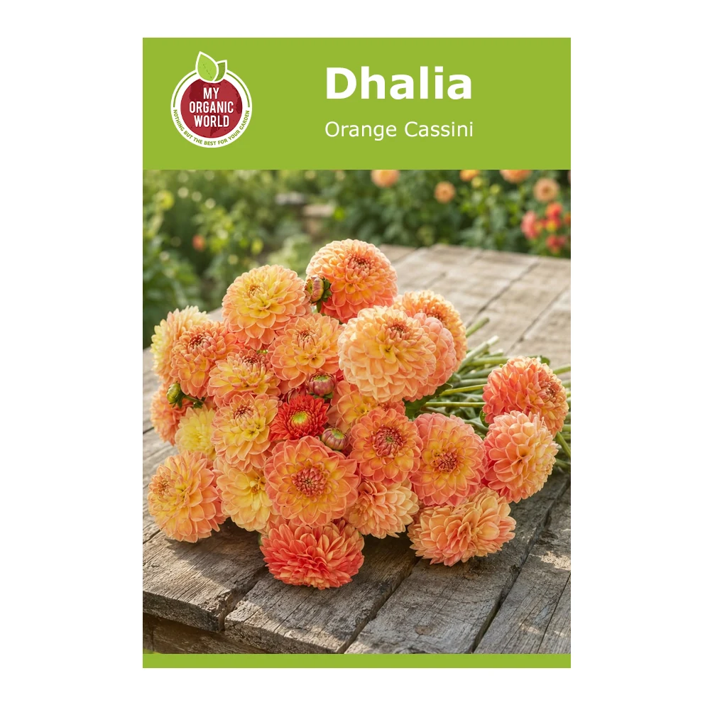 Dahlia Orange Cassini