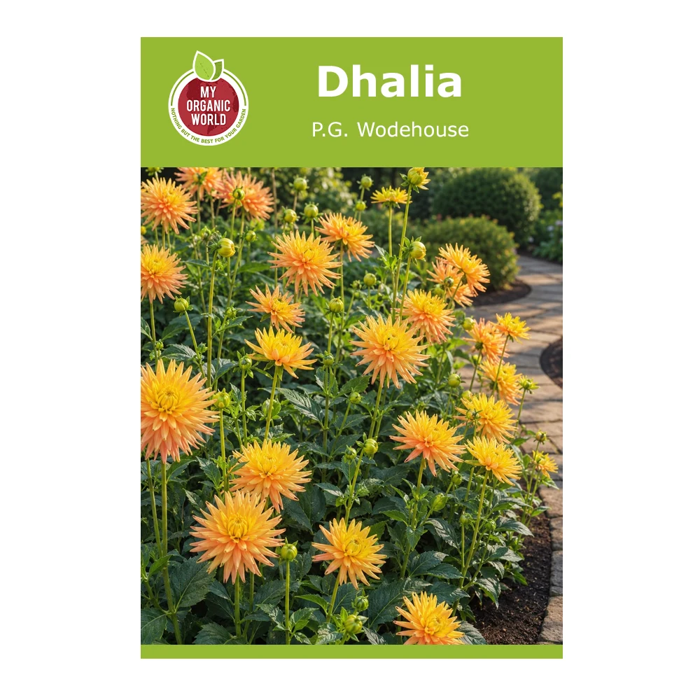 Dahlia P.G. Wodehouse 1 Dahlia P.G. Wodehouse