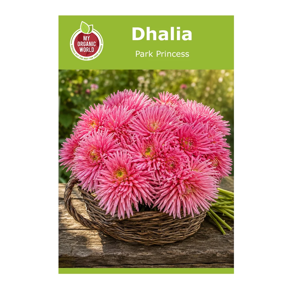 Dahlia Park Princess