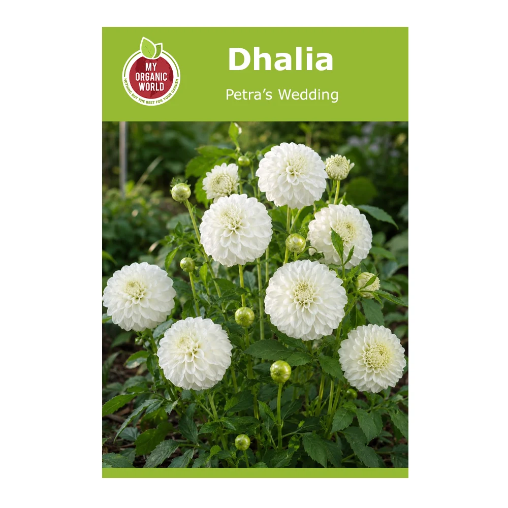 Dahlia Petra’s Wedding 1 Dahlia Petra’s Wedding