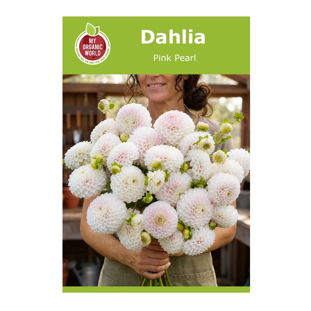 Dahlia pink Pearl 1 Dahlia Pink Pearl