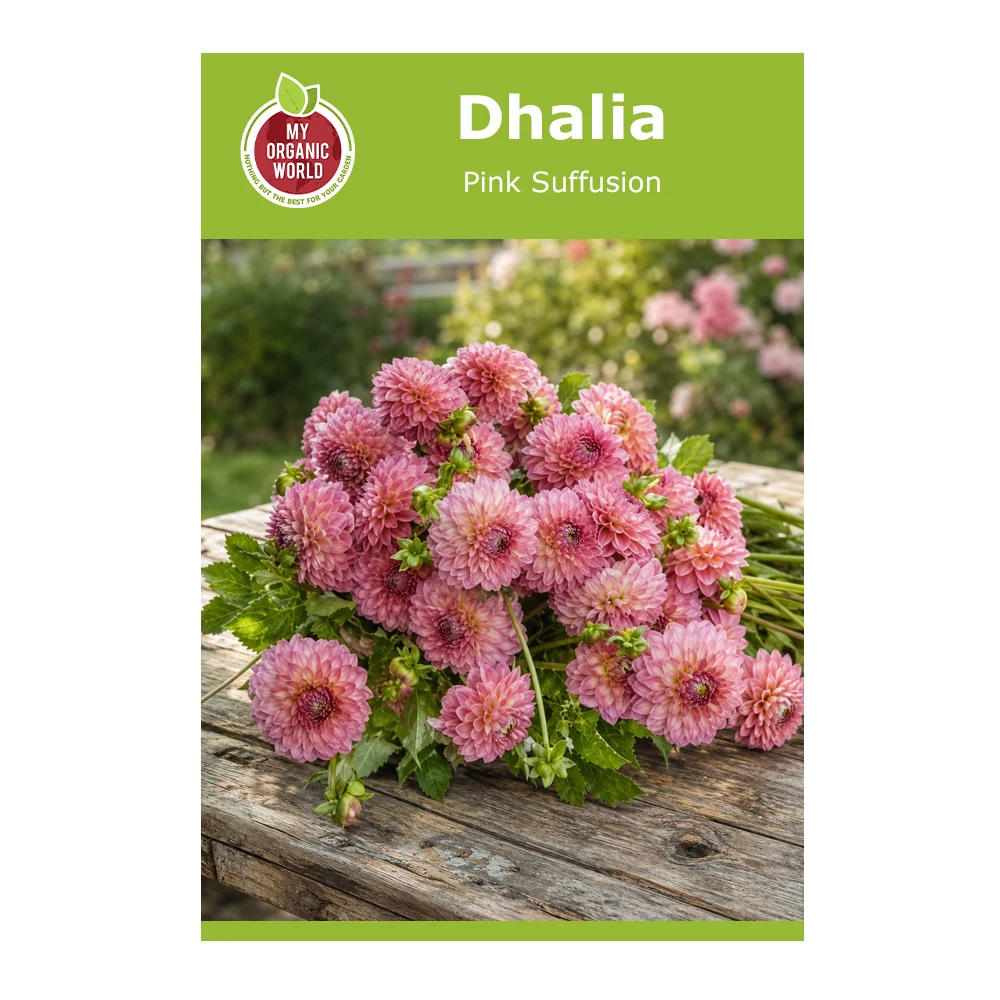 Dahlia Pink Suffusion