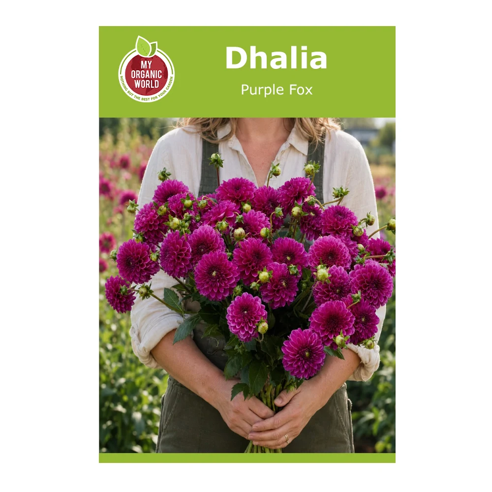 Dahlia Purple Fox