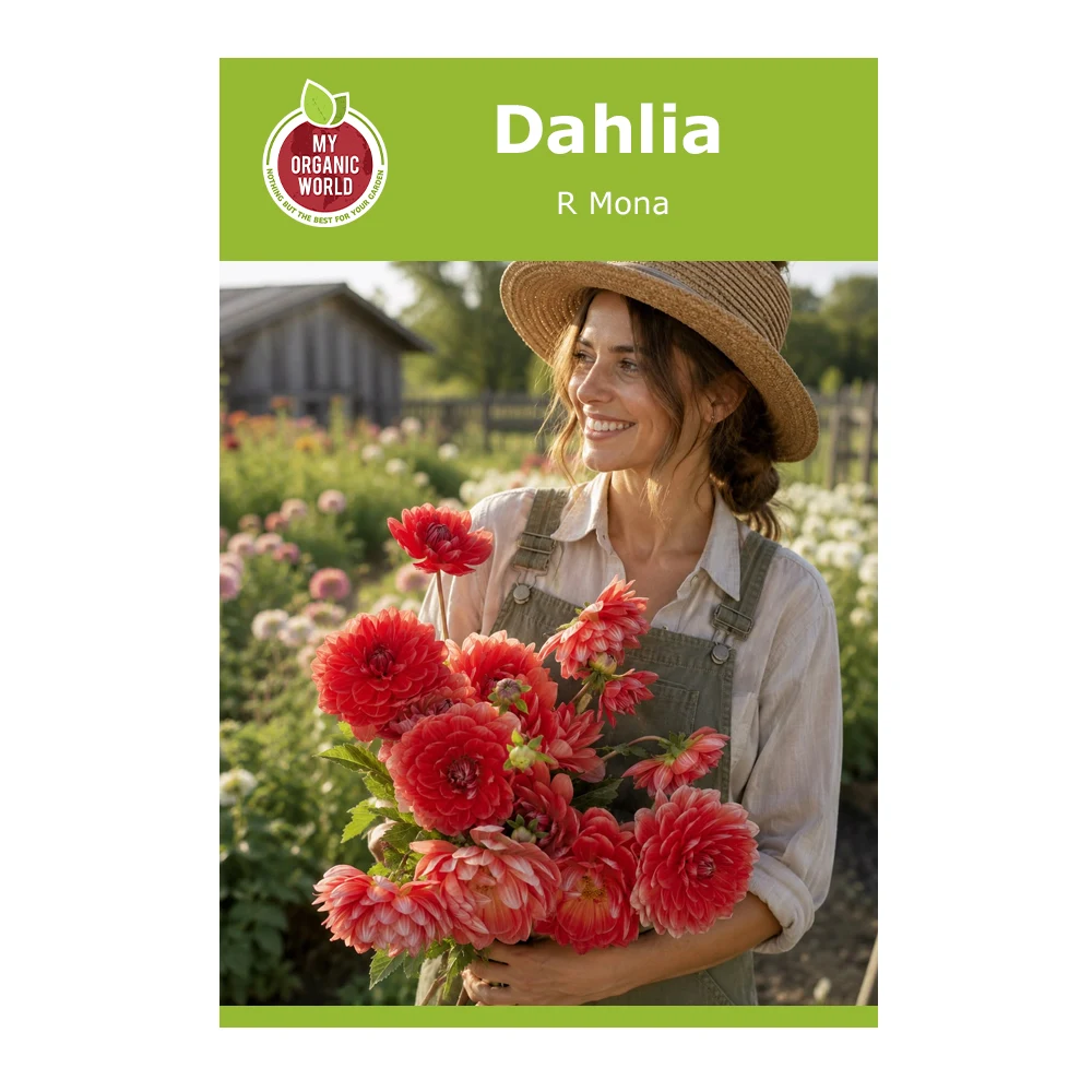 Dahlia R Mona 1 Dahlia R Mona
