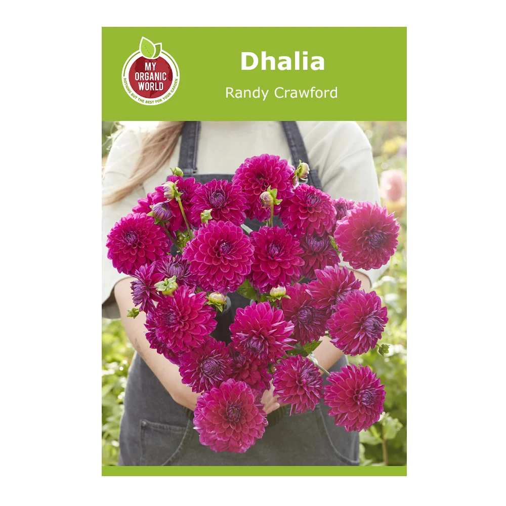Dahlia Randy Crawford