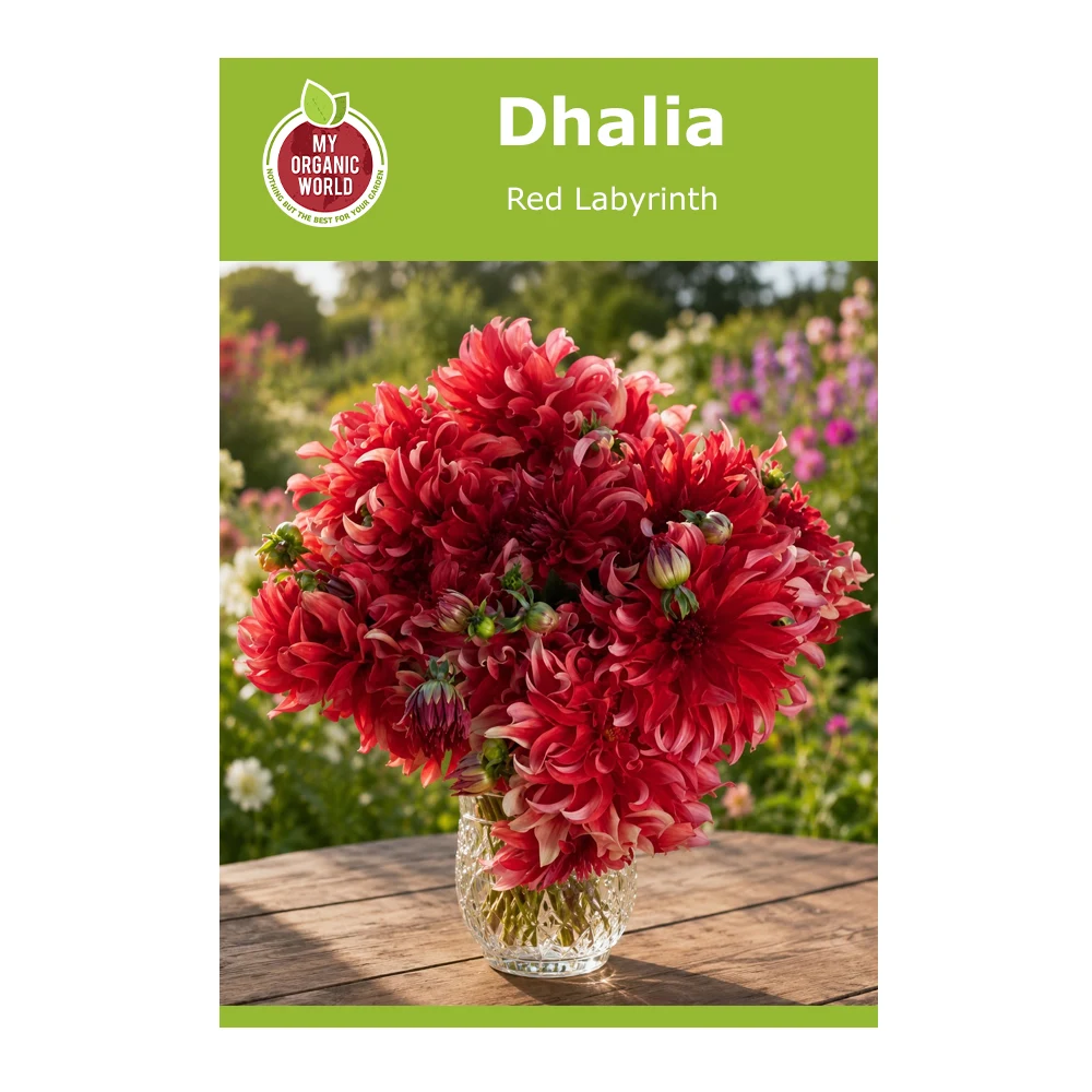 Dahlia Red Labyrinth 1 Dahlia Red Labyrinth