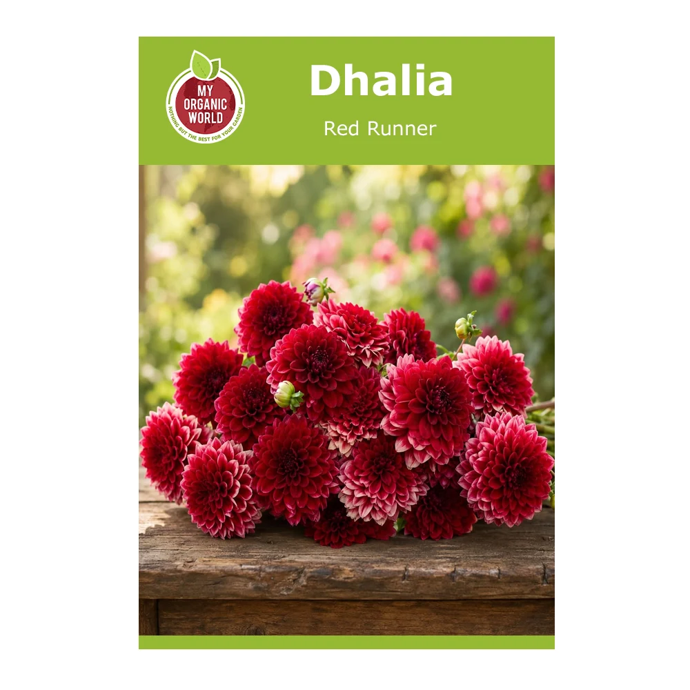 Dahlia Red Runner 1 Dahlia Red Runner