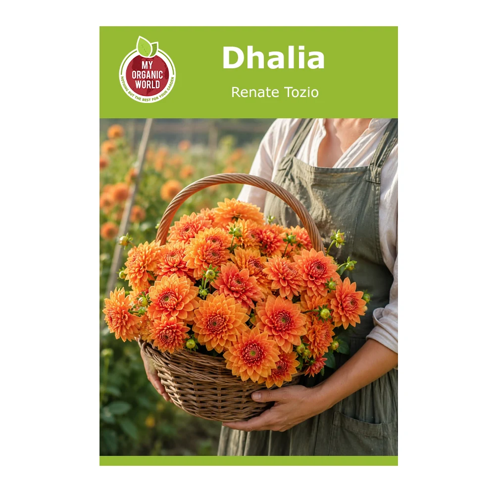 Dahlia Renate Tozio 1 Dahlia Renate Tozio