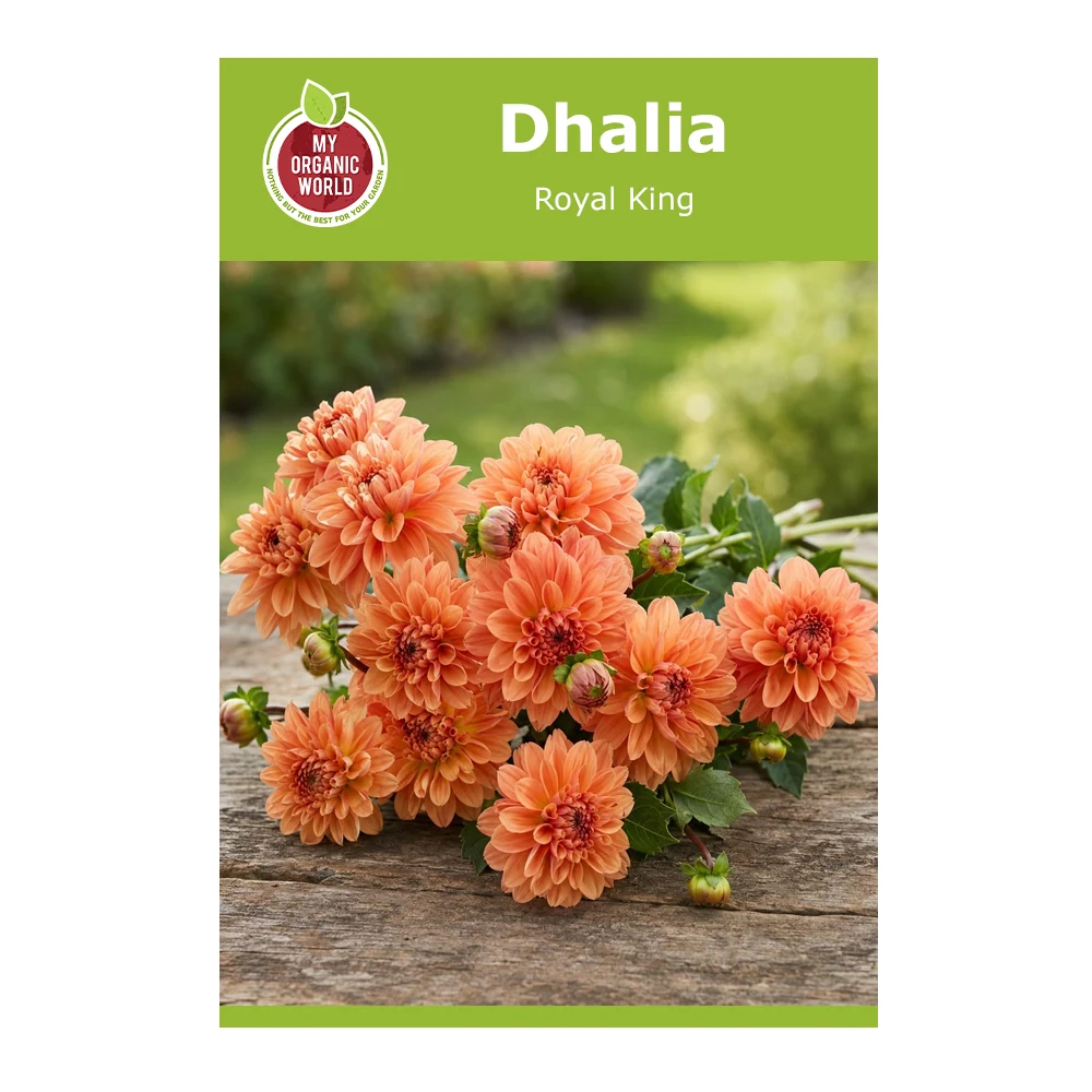 Dahlia Royal King