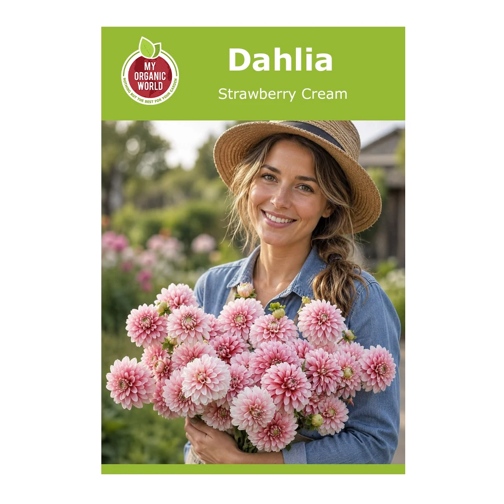 Dahlia Strawberry Cream