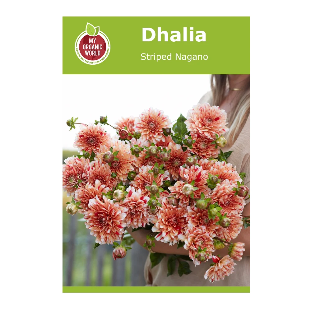 Dahlia Striped Nagano