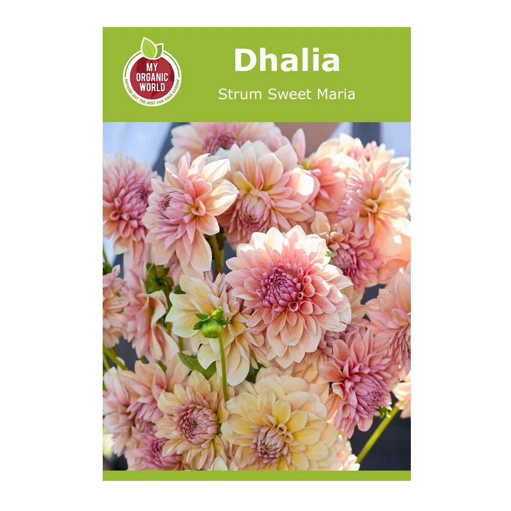 Dahlia Sturm Sweet Maria 1 Dahlia Strum Sweet Maria