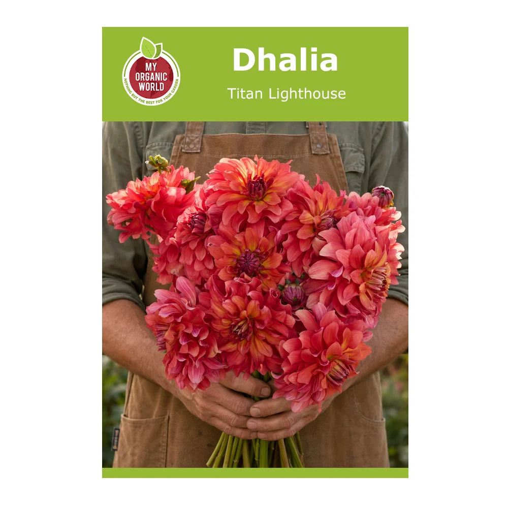 Dahlia Titan Lighthouse