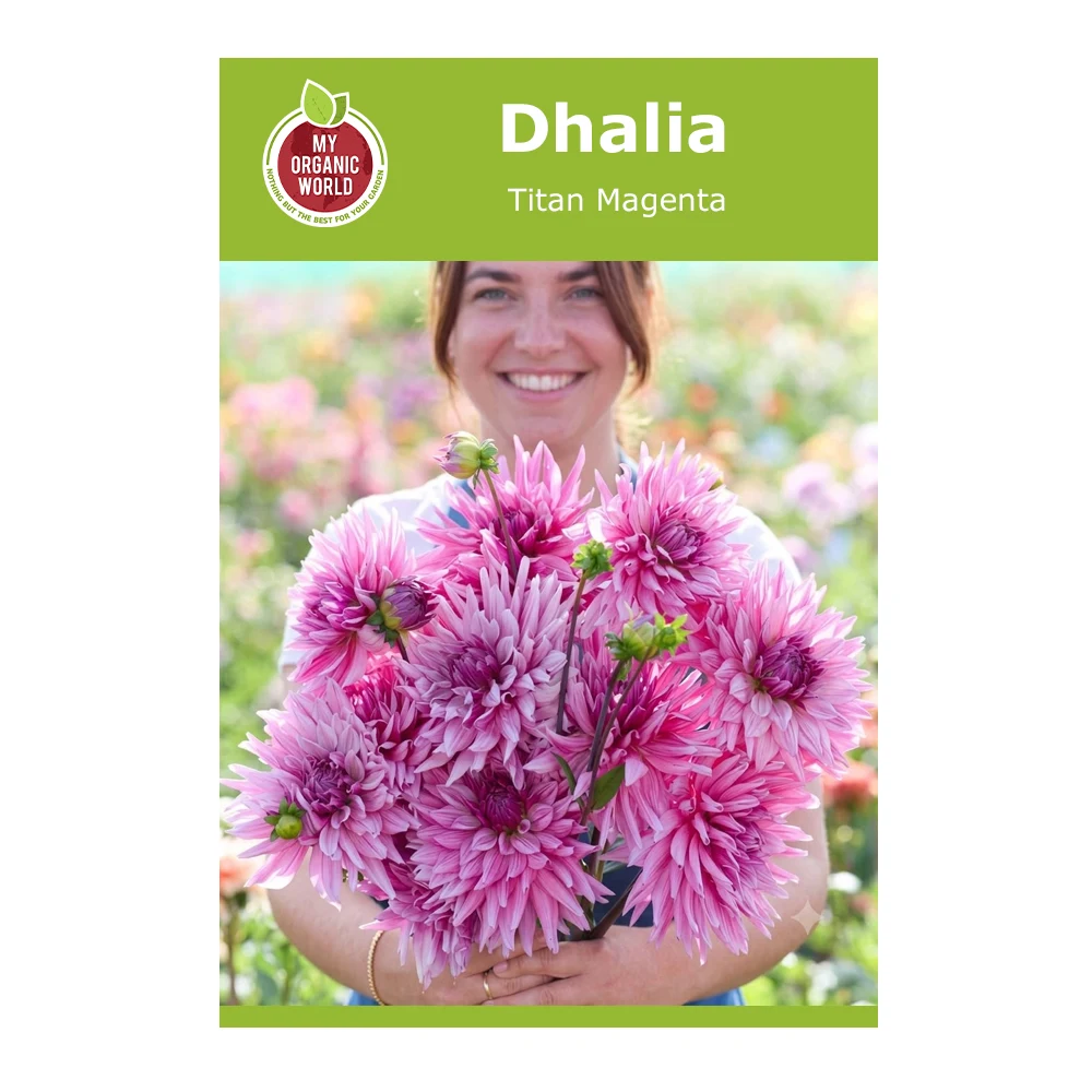 Dahlia Titan Magenta