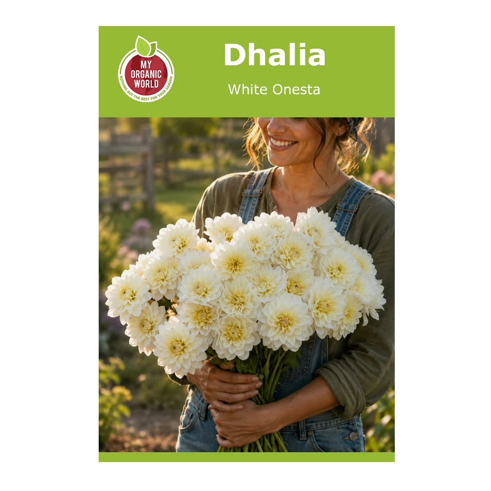 Dahlia White Onesta 1 Dahlia White Onesta