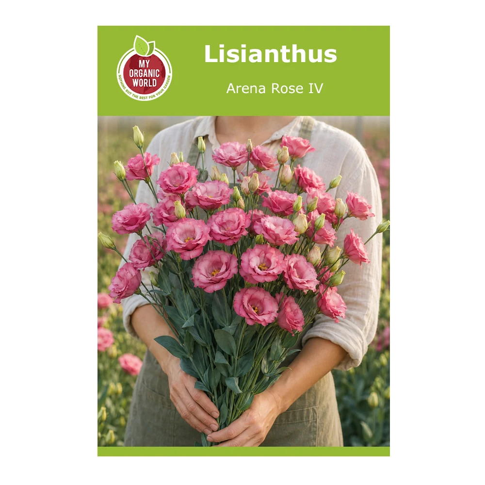 Lisianthus Arena Rose IV 1 Lisianthus Arena Rose IV