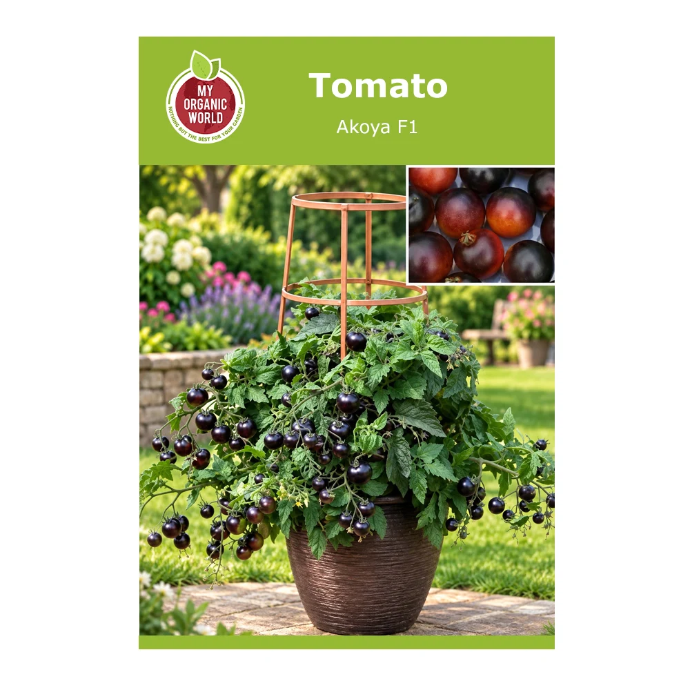 Akoya F1 Tomato