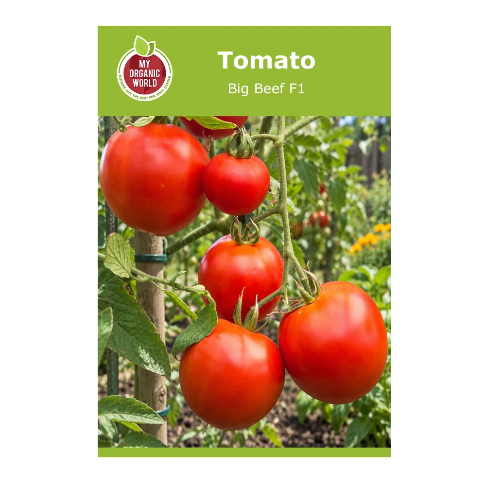 Big Beaf F1 Tomato